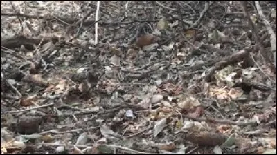 Quel animal se cache ?
