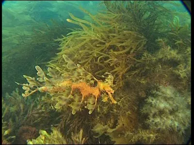 Quel animal se cache dans l'image ?