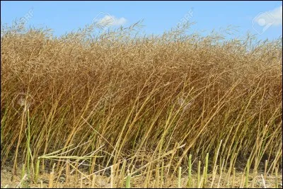 Quelle est cette céréale ?