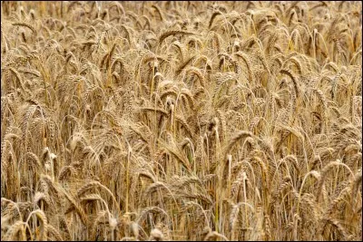 C'est un champ de...