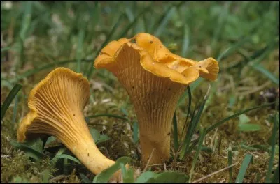 Quels sont les surnoms de la chantarellus cibarius ?