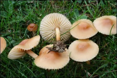 Quels sont les surnoms du marasmius oreades ?