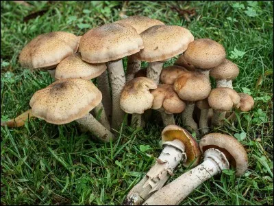 Quels sont les surnoms de l'armillariella mellea ?