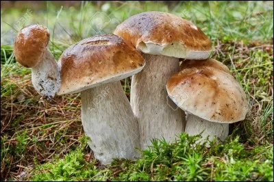 Quels sont les surnoms du boletus edulis ?