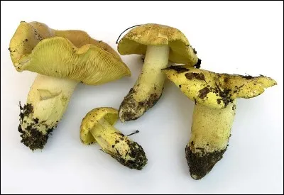 Quels sont les surnoms du tricholoma équestre ?