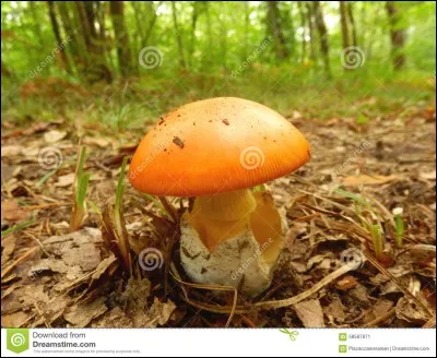 Quels sont les surnoms de l'amanita caesaera ?