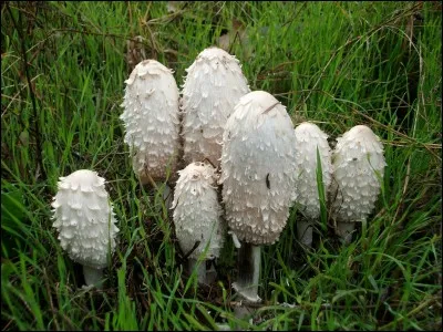 Quels sont les surnoms du coprinus comatus ?