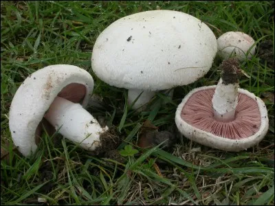Quels sont les surnoms de l'agaricus campestris ?