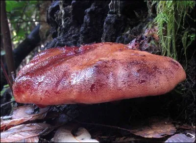 Quels sont les surnoms du fistulina hepatica ?