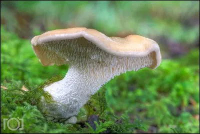 Quels sont les surnoms de l'hydnum repandum ?