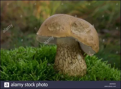 Quels sont les surnoms du tylopilus fellus ?