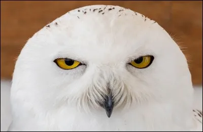 Ce grand et magnifique oiseau de l'hémisphère nord a les yeux jaunes aussi grands en taille que les yeux des humains, c'est dire si avec le jaune on voit loin et bien. Quel est le nom de ce magnifique animal ?