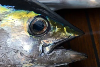 Le mot "thon"est aussi un sobriquet peu flatteur un peu oublié qui peut servir à tout, dont il existe une variété jaune... qui est nommée également thon... ?