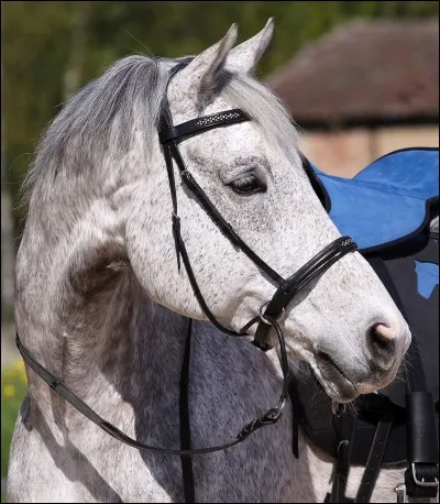 Que penses-tu du sans mors ?