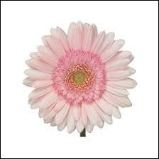 Quiz Fleurs