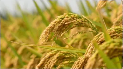 Le blé, quand il n'est pas décortiqué, est appelé "paddy".