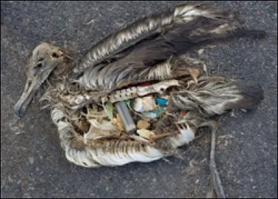 Combien de plastique est avalé par les poissons et les oiseaux par an ?