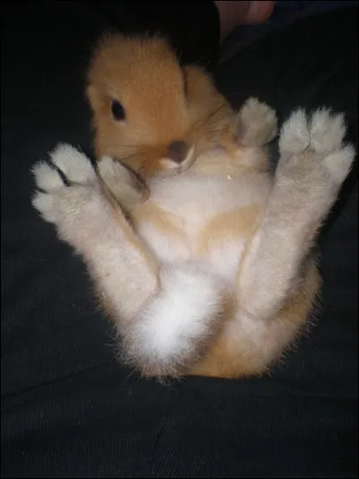 Que trouve-t-on sous les pattes des lapins ?