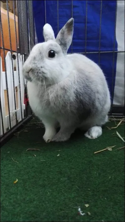 Qu'est-ce qui est le plus musclé chez un lapin ?