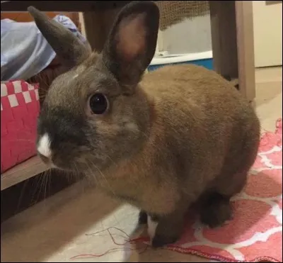 La fourrure du lapin recouvre tout le corps sauf :