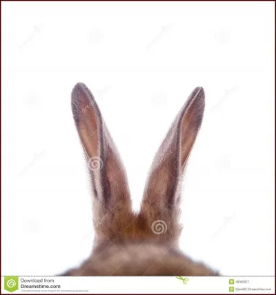 Les oreilles du lapin représentent :