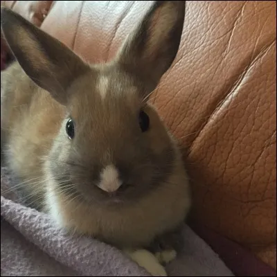 Quelle est la particularité des oreilles du lapin ?