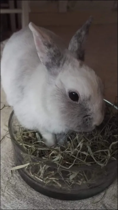 Combien de paupières possède le lapin ?