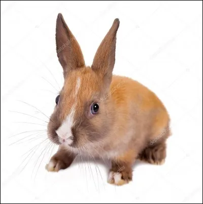 Comment appelle-t-on les longs poils situés au niveau du museau du lapin ?
