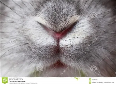 Le nez qui remue en permanence est signe :