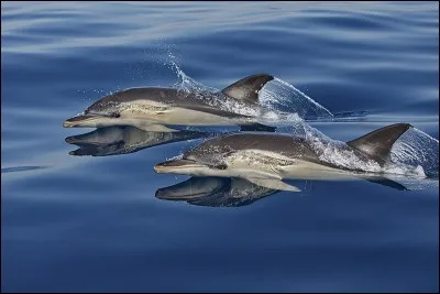 Peut-il peser 200 kilogrammes ?