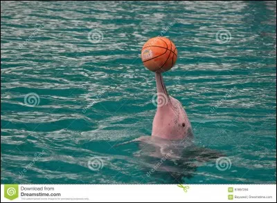 Peut-il être agressif ?