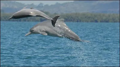 A-t-il une bonne vision ?