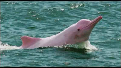 Par quoi se caractérise principalement le dauphin ?