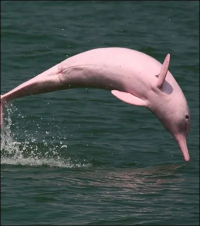 Jusqu'à quelle taille peut-il mesurer ?