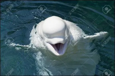 Quelles sont les espèces de dauphin les plus connues ?