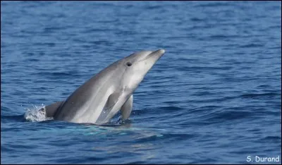 Combien de temps dure la gestation chez les dauphins ?