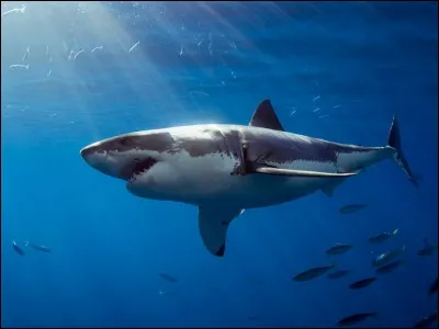 Se nourrit-il de petits requins ?