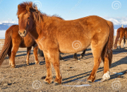 Quiz L'origine des chevaux
