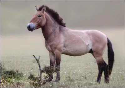 Sur quel continent sont apparus les chevaux ?