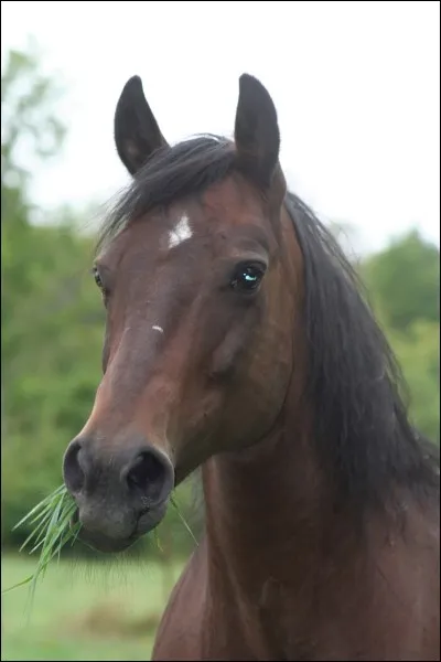 D'où vient le nom ''quarter horse'' ?