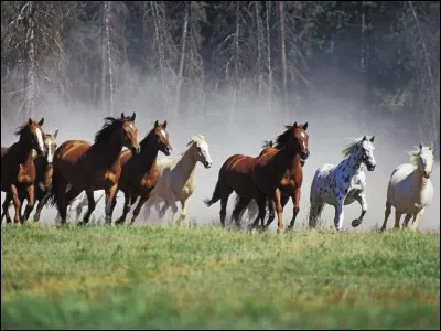 Que sont les fameux mustangs d'Amérique ?