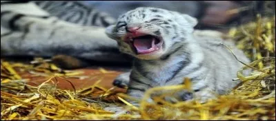 Les bébés tigres sont-ils aveugles à la naissance ?