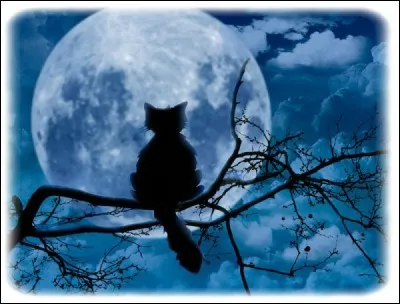 Le chat voit très bien, la nuit ! On dit qu'il est :
