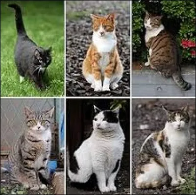 Quelle est ta couleur de poil ?