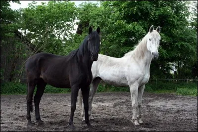 Comment écrivez-vous "cheval noir" ?