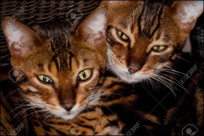 Dans "Nuit Étoilée", qui hante les rêves de Plume de Jaïs ?