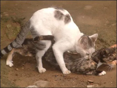Quel est le premier guérisseur ou guérisseuse du clan de l'Ombre ?