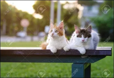 Dans "Crépuscule", qui du Clan de l'Ombre avertit le Clan du Tonnerre que des chats domestiques les attaquent ?