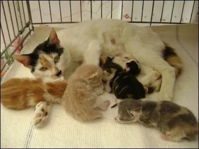 Dans "Coucher du Soleil", quel chaton de Chipie s'est fait piéger dans un piège à renard ?