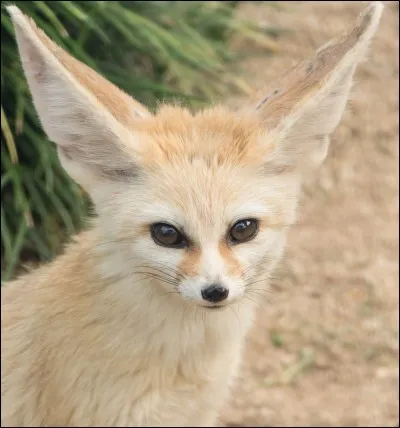 Quel est cet animal ?